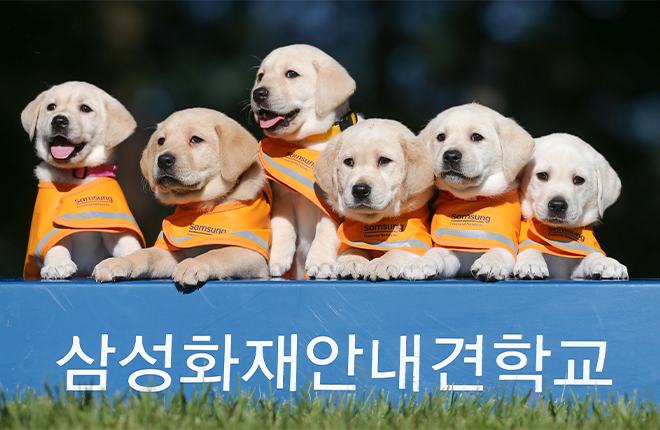 Guide Dog School for the Visually Challenged images 1